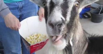 Can Goats Eat Popcorn? 5 Reasons It’s Not A Good Idea