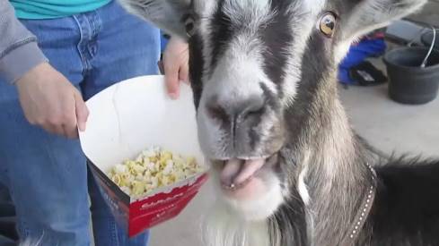 can goats eat popcorn