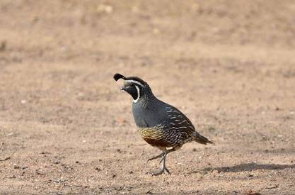 quail in field