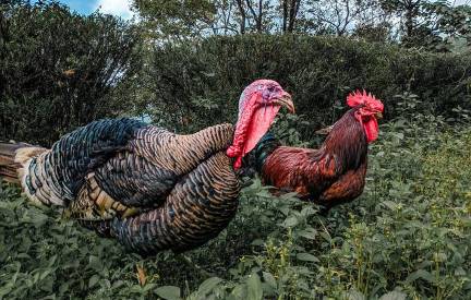 Can Turkeys Eat Chicken Feed? 3 Great Benefits