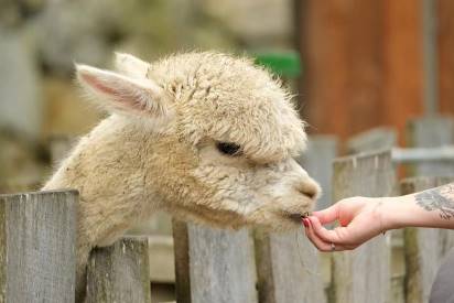 feeding an alpaca