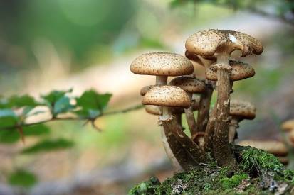 fresh wild mushrooms