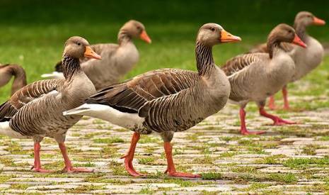 geese walking