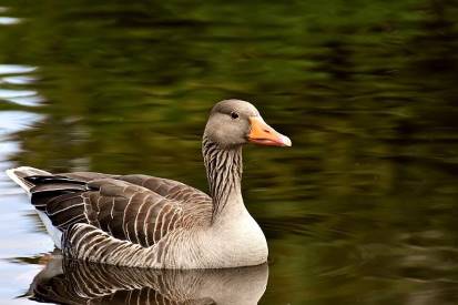 goose in water