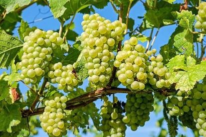green grapes in tree