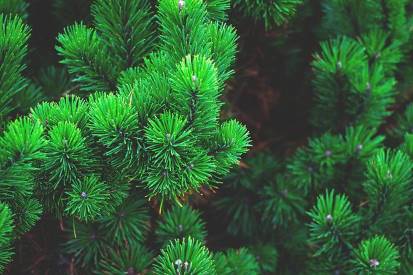 pine tree needles