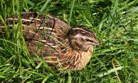 quail in grass