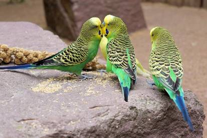 three budgies on a rock