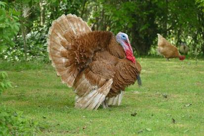 turkey in field