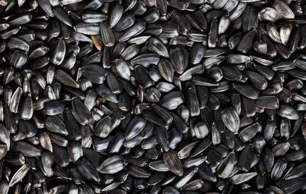 black sunflower seeds