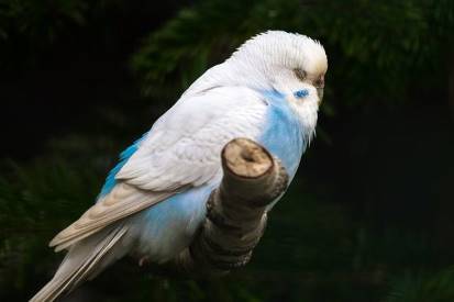 budgie on a branch