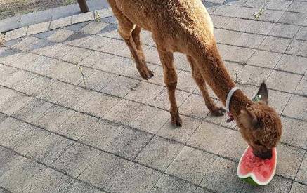 can alpacas eat watermelon
