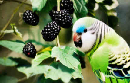can budgies eat blackberries featured