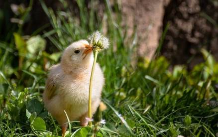 baby chick