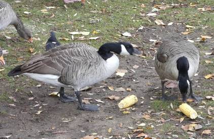 can geese eat corn