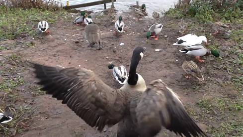 can geese eat peanuts