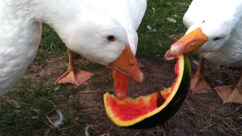 can geese eat watermelon