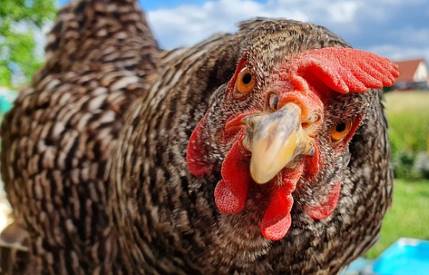 Can Chickens Eat Wheat? Expert Guide to Feeding Your Flock