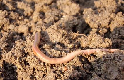 earthworm in dirt