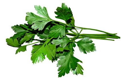fresh flat leaf parsley