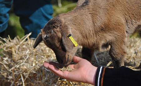 goat eating feed