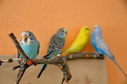 pack of budgies