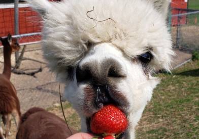 can alpacas eat strawberries