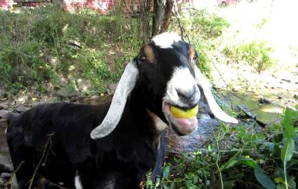 can goats eat apples