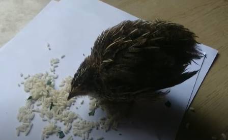 can quail eat rice