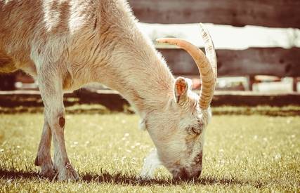 goat eating grass