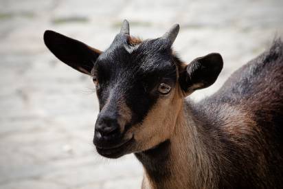 goat standing