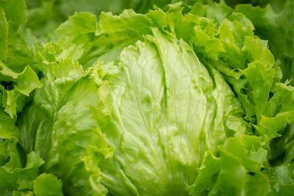 head of lettuce