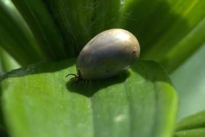 tick on grass