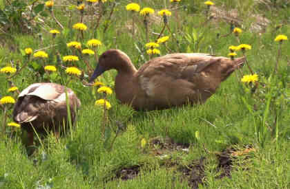 ducks in a field