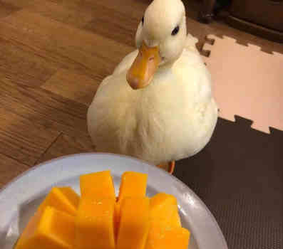 can ducks eat mango