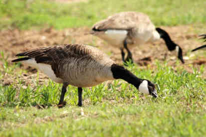 can geese eat oats