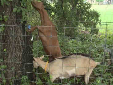 can goats eat poison ivy featured
