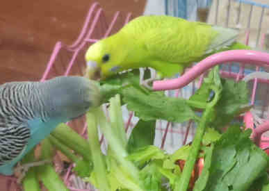 can parrots eat parsley