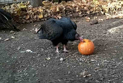 can turkeys eat pumpkins