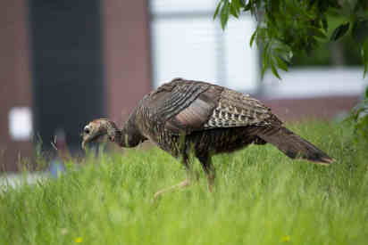can turkeys eat tomatoes
