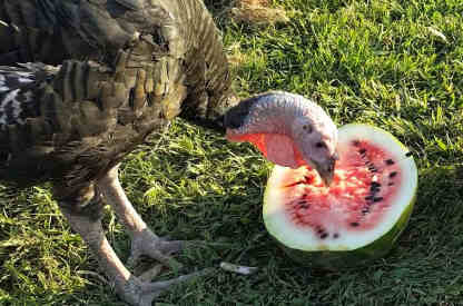 can turkeys eat watermelon
