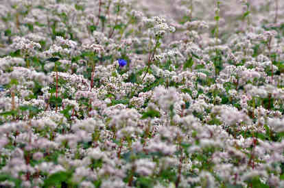 buckwheat flowers