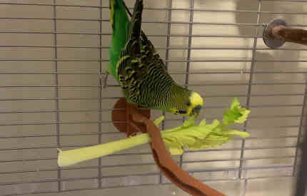 can budgies eat celery