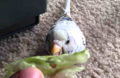 can budgies eat lettuce featured