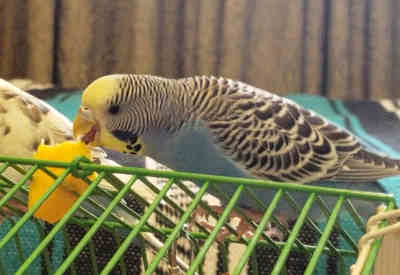 can budgies eat mango featured