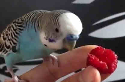 can budgies eat raspberries