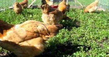 Can Chickens Eat Alfalfa? 6 Important Benefits