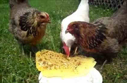 can chickens eat honey featured