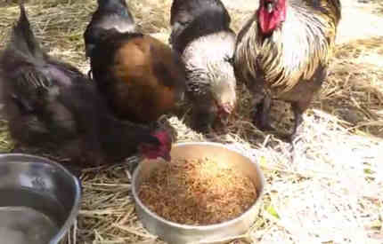can chickens eat mealworms featured