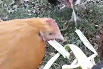 can chickens eat okra featured